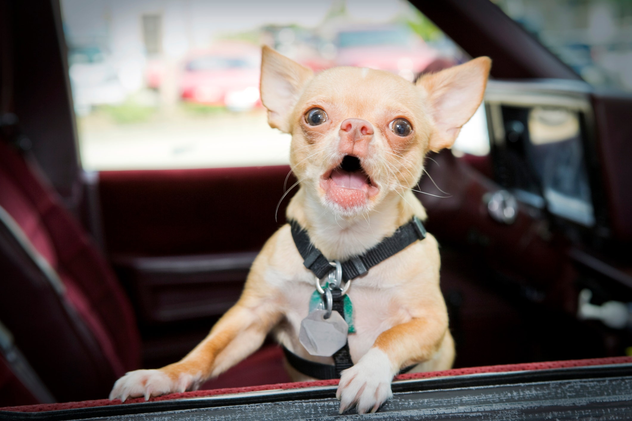Prancer, the 'haunted Victorian child' Chihuahua, gets adopted following viral ad