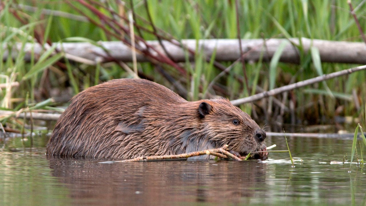 Beavers reportedly knock out cell phone and internet service in Canadian town
