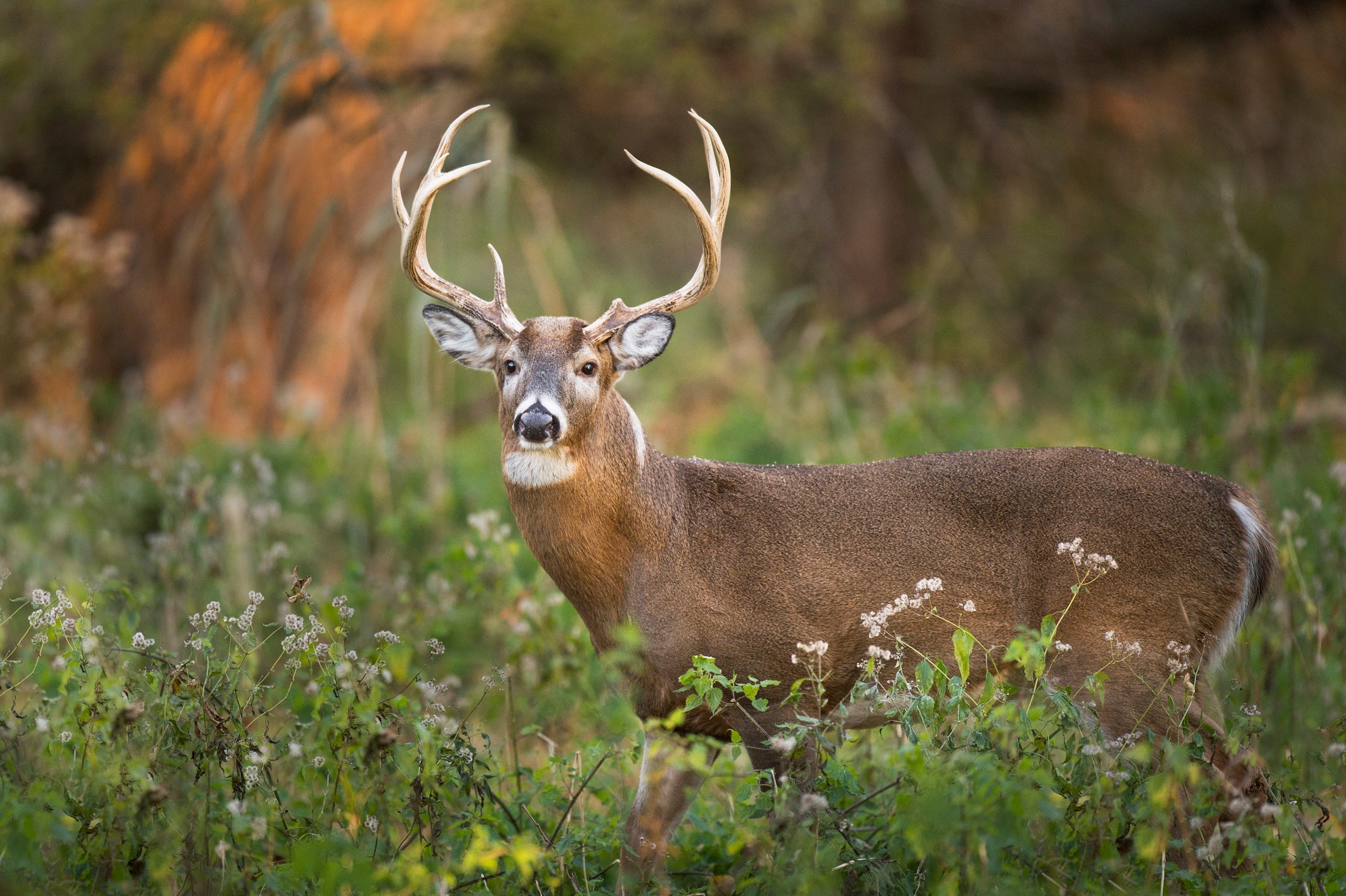 Pennsylvania approves 2-week deer hunting season, bans rifles from turkey hunts