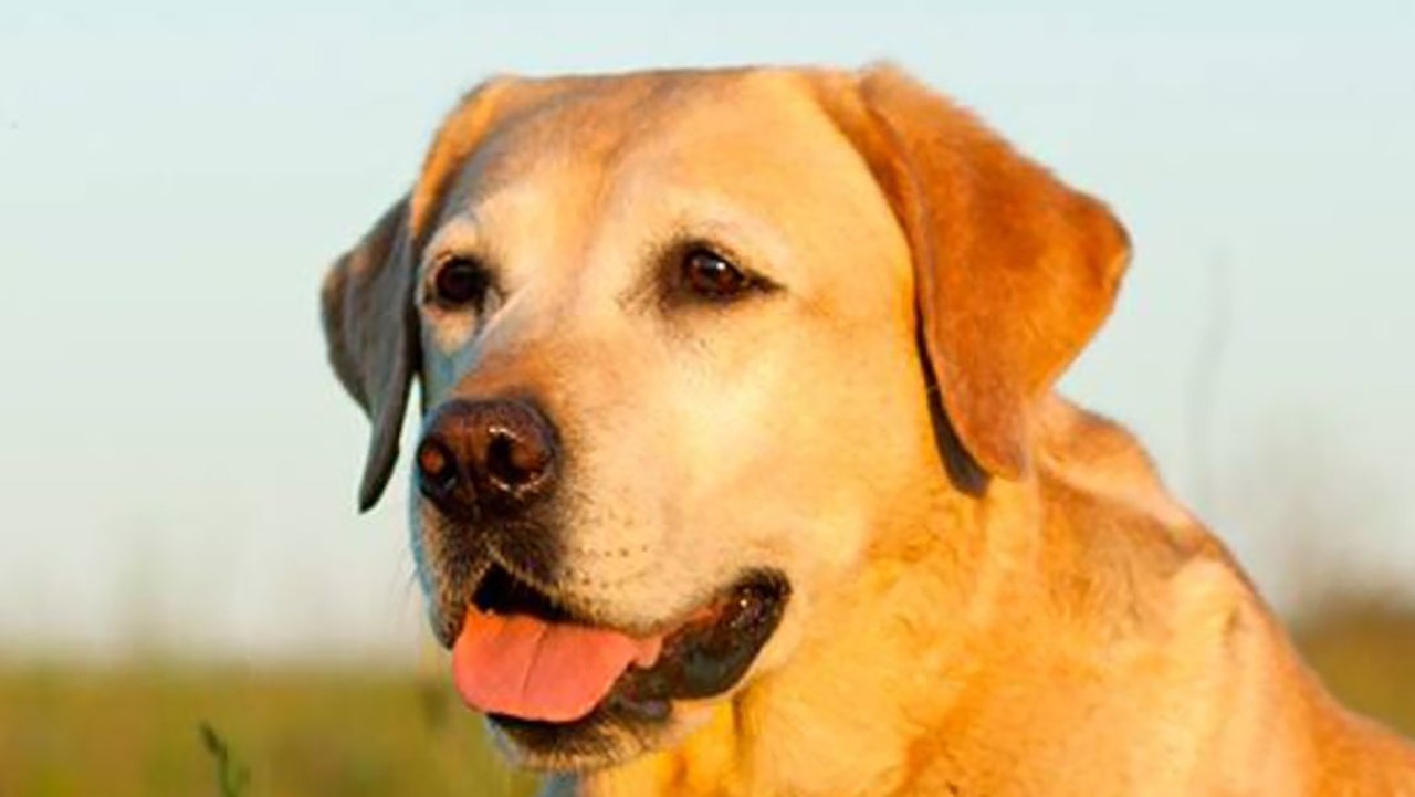 Dog steals microphone from TV reporter at a lovely viral moment