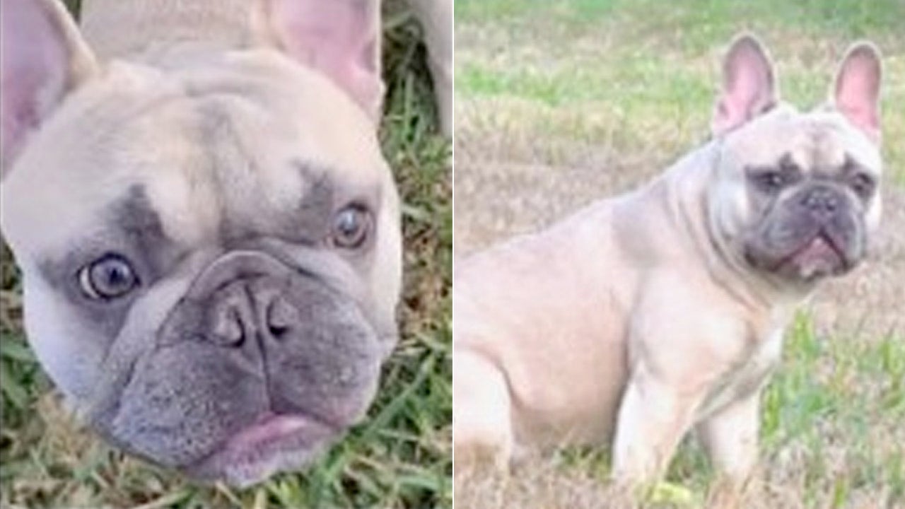 French bulldog stolen at gunpoint in Florida, police say