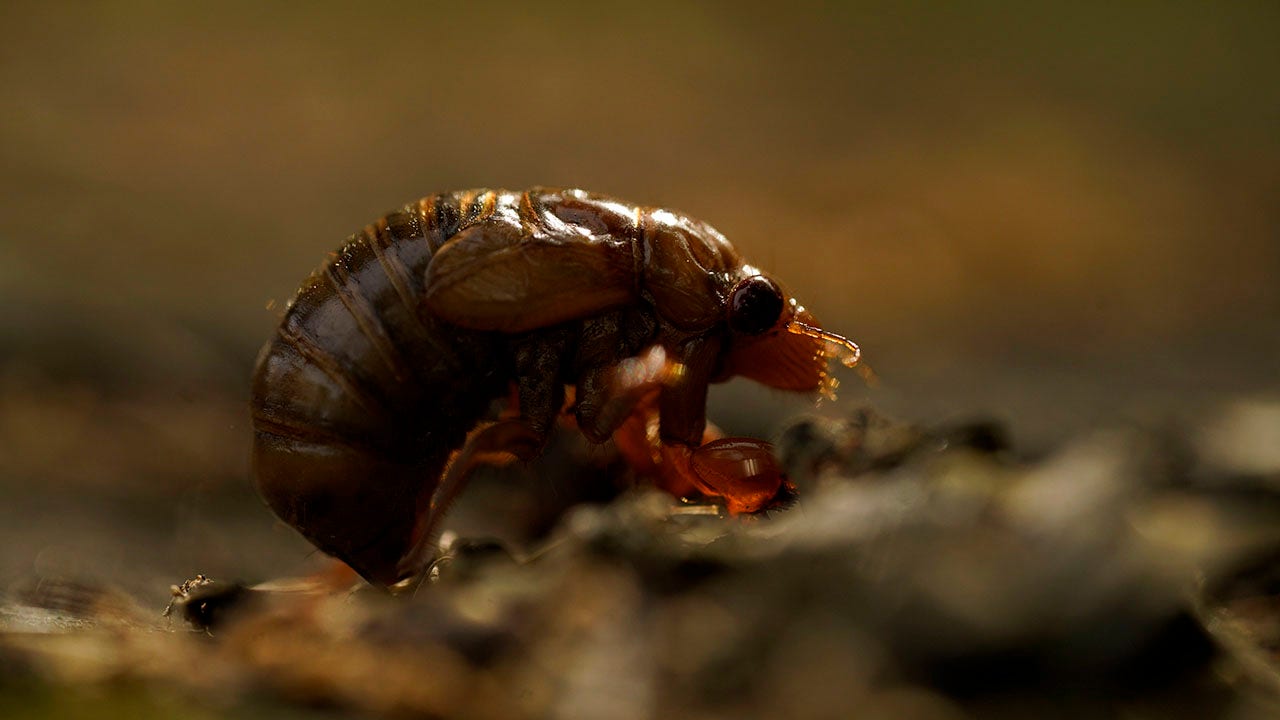 2021 Brood X cicadas: Here's where the insects are emerging