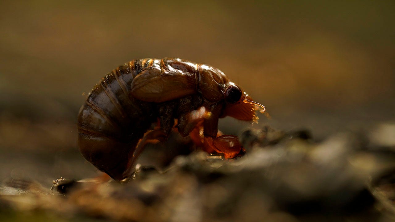 Cicadas with blood-red eyes emerge in DC