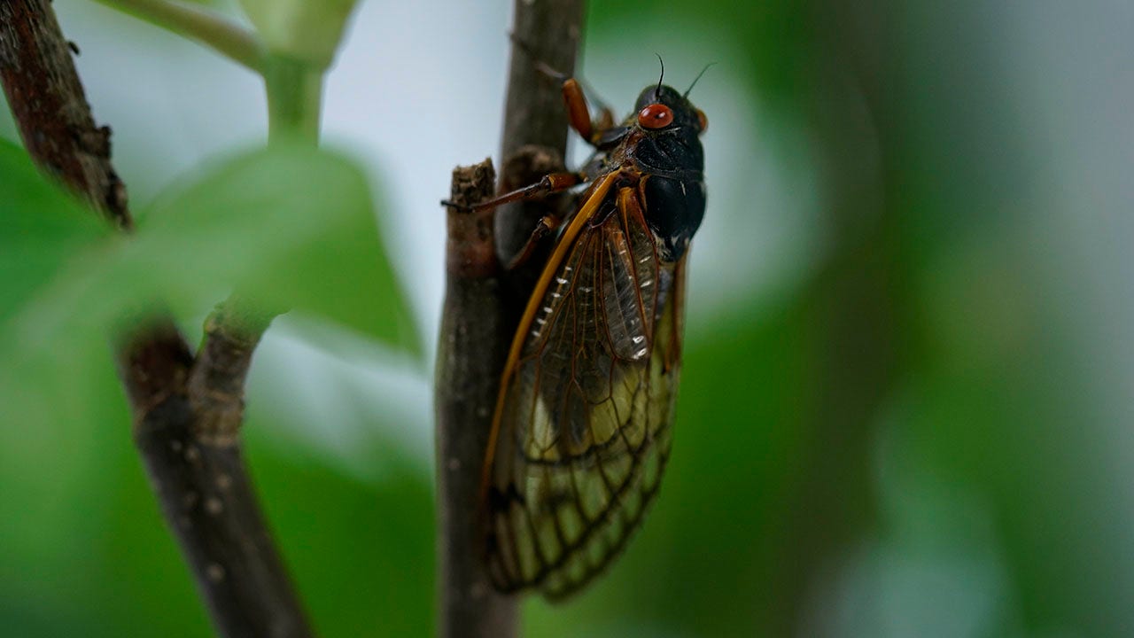 Brood X cicadas force businesses, homeowners to take precautions