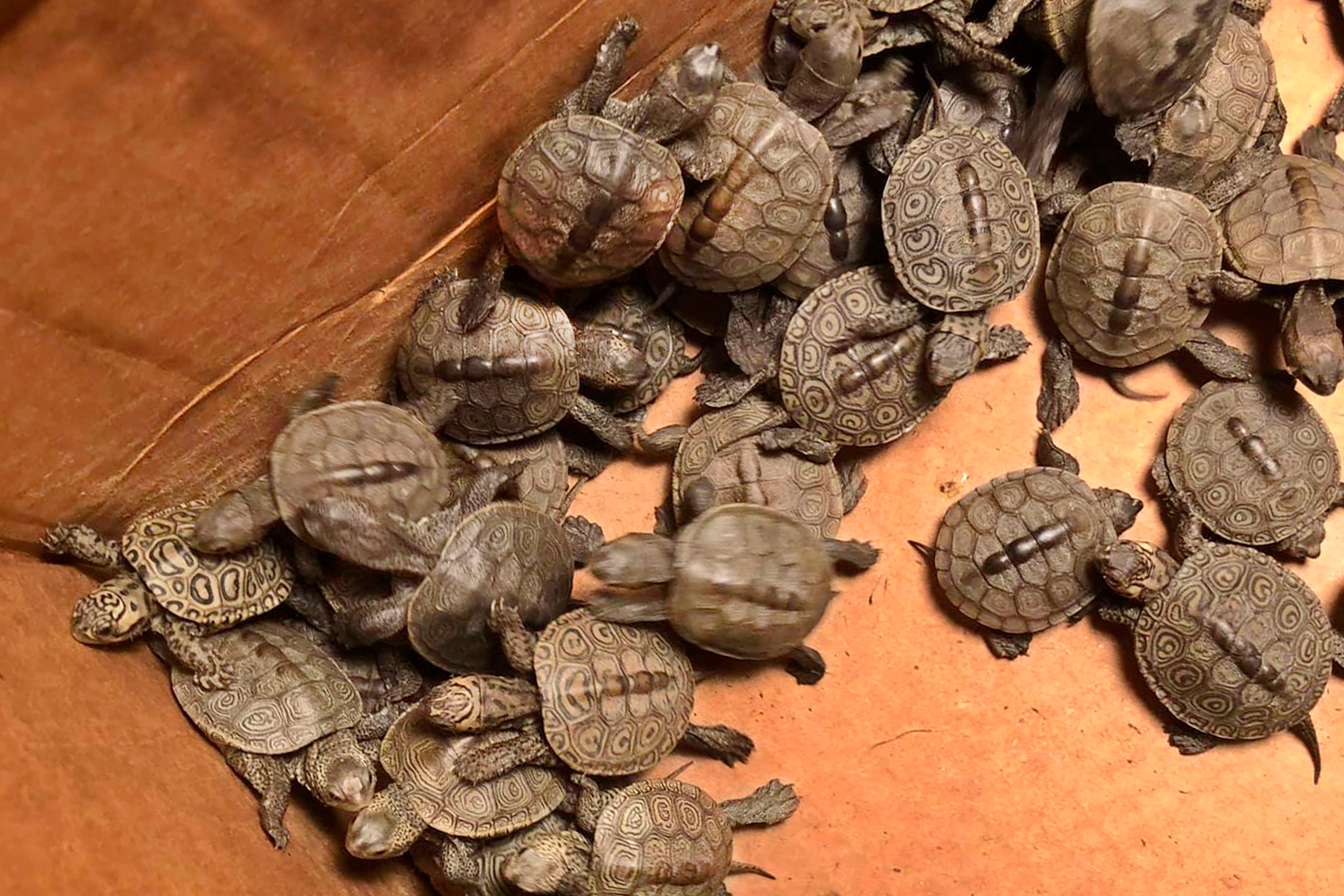 More than 800 turtles rescued from New Jersey storm drains