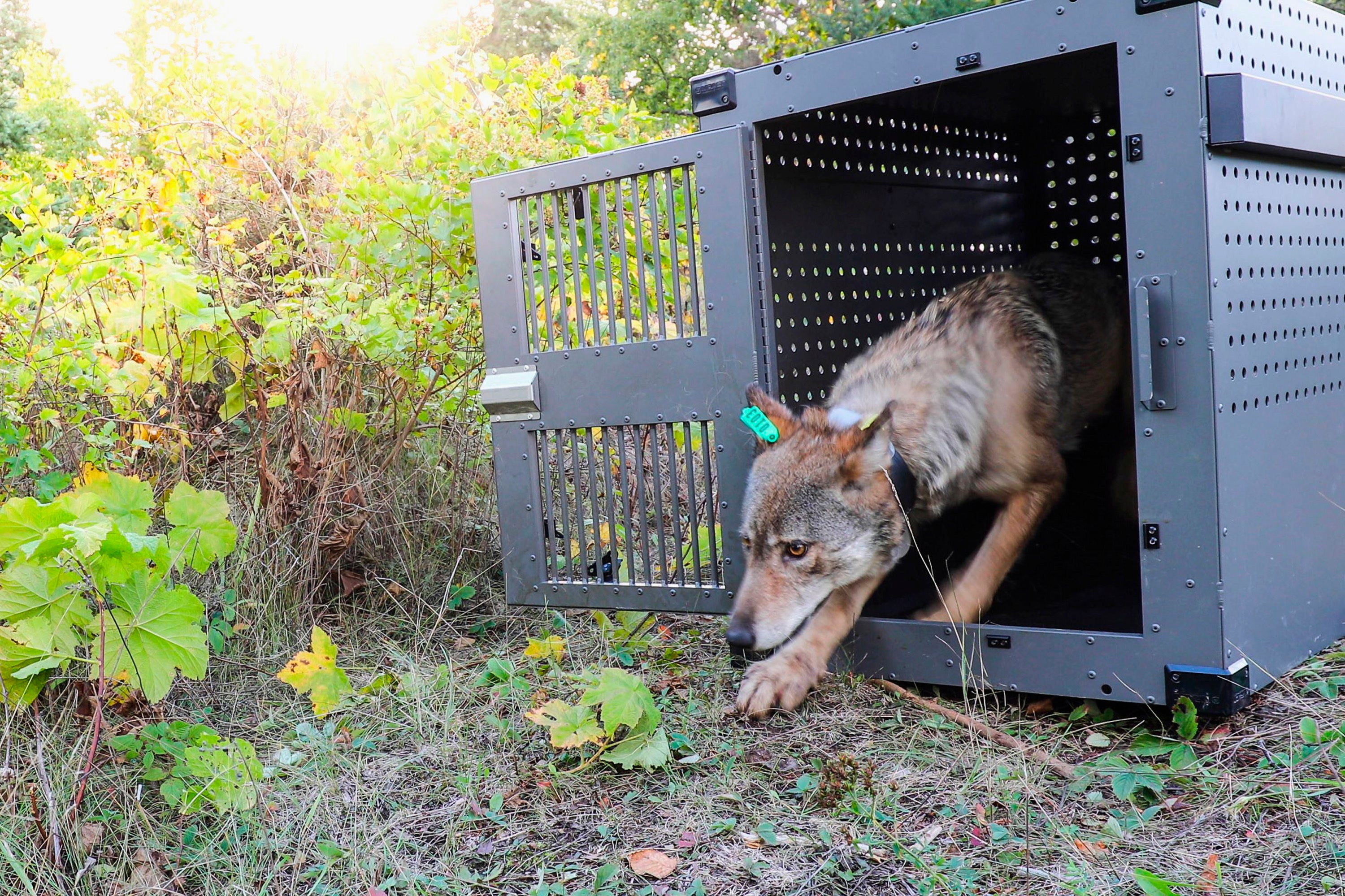 New wolf-killing laws prompt push to revive protections