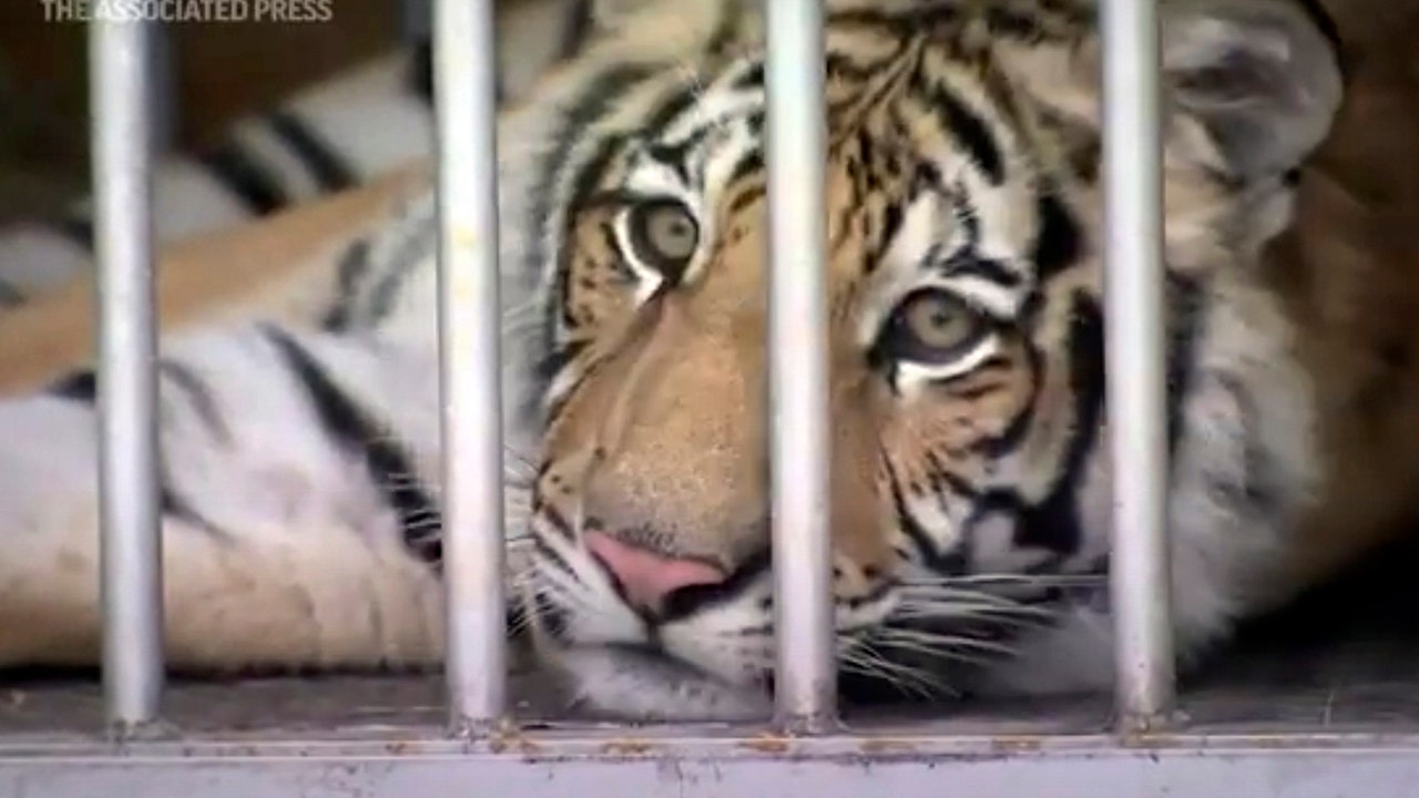 Houston tiger returned safely -- with help from intermediary, report says