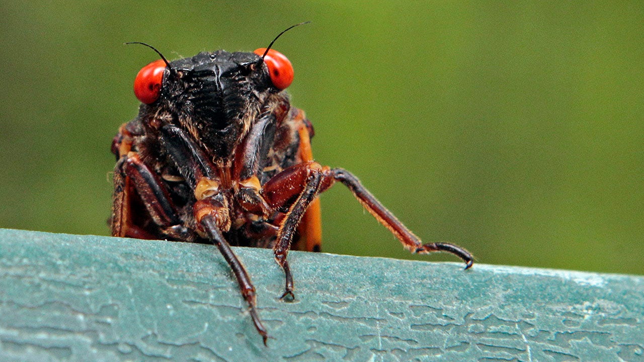 Maryland candy store is selling chocolate-covered cicadas: 'Inundated with orders'