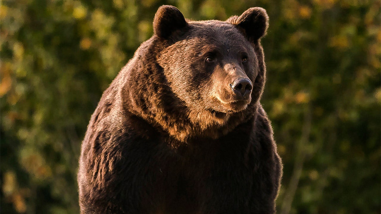 European prince killed largest bear in EU during hunting trip, environmentalists complain