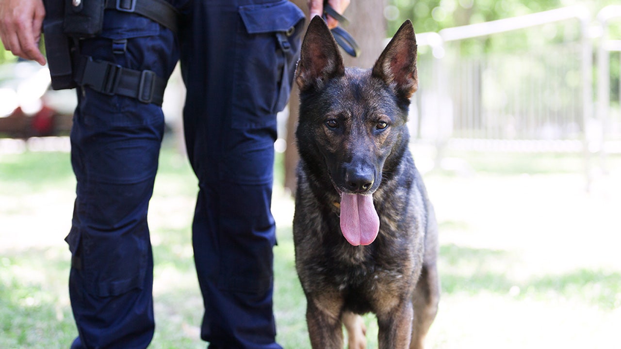 New Jersey unwanted rescue dog becomes police department's first K-9 in decades