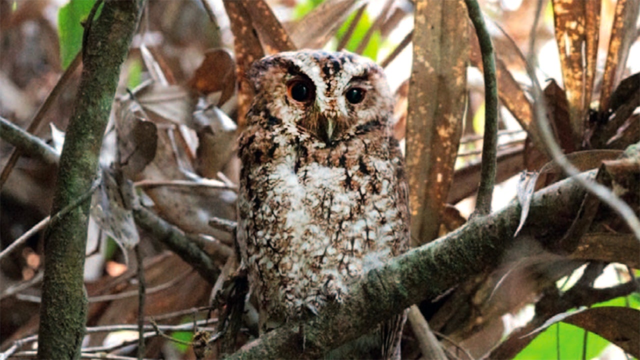Rare orange-eyed owl spotted for the first time in more than 125 years