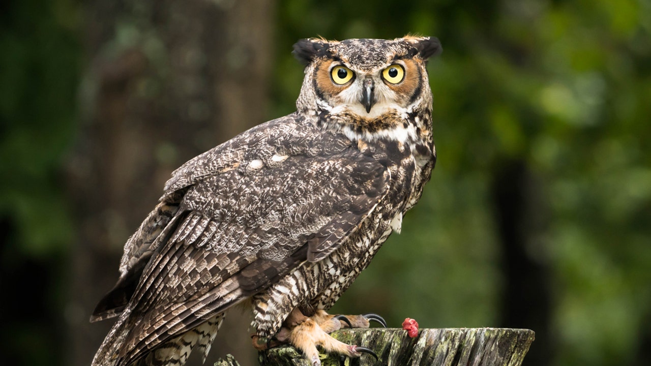 Ohio falconers can use owls for hunting, new law says