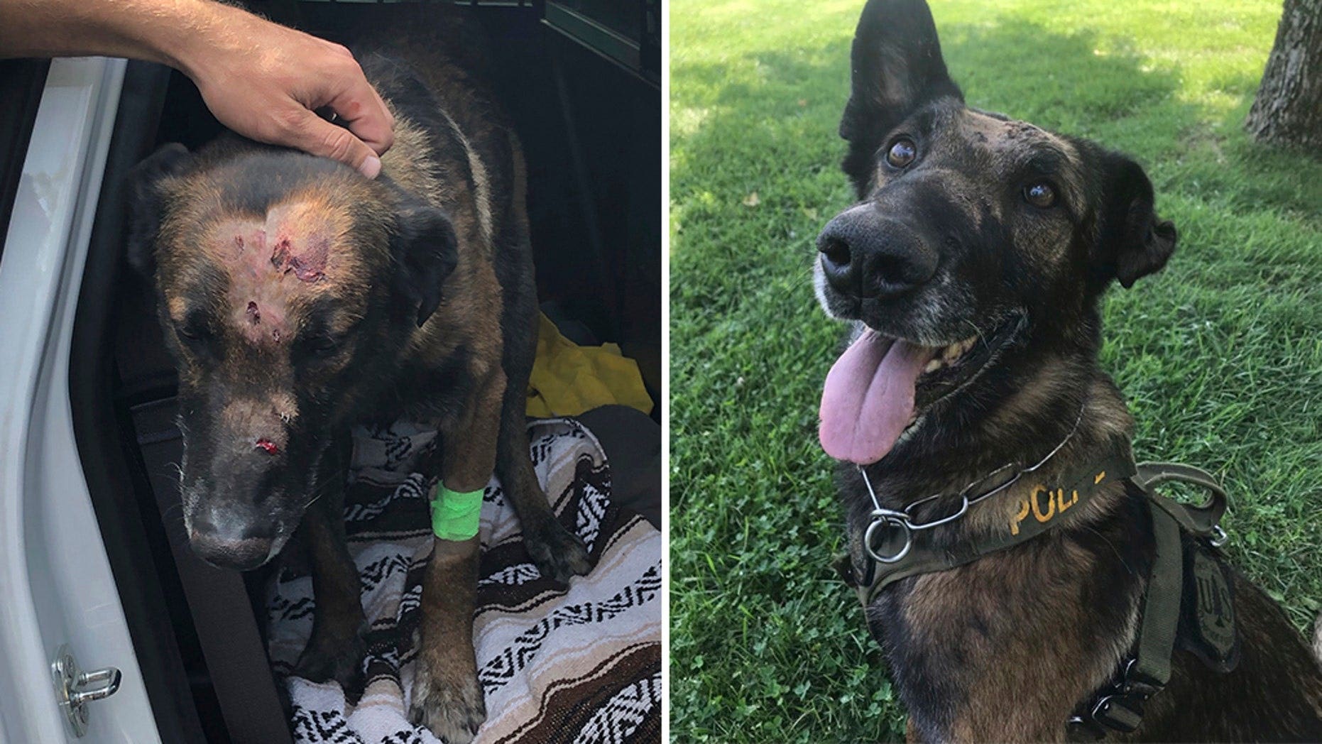 'Hero Dogs': Courageous canine survives two stabbings in the line of duty