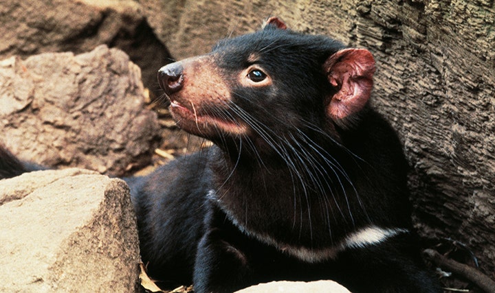 Joy of the Tasmanian Devil est né sur le continent australien pour la première fois en 3000 ans