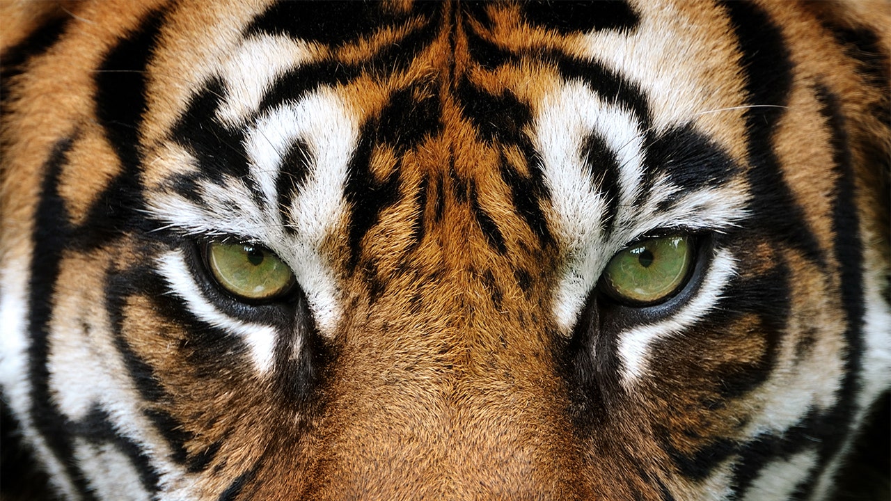 Safari park worker in Chile dies in tiger attack