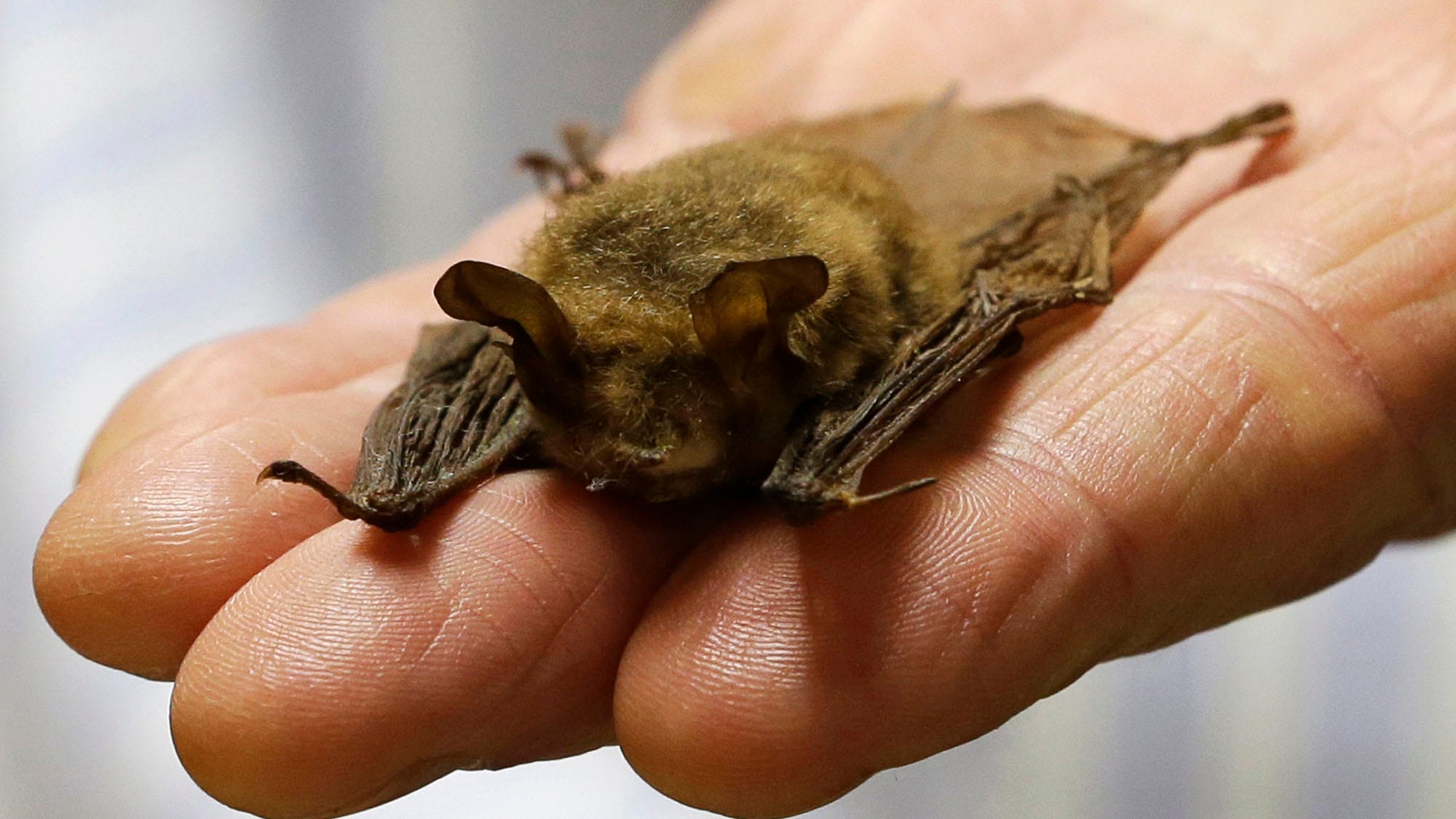 Tiny bats put kibosh on power line tree-cutting for 2 months