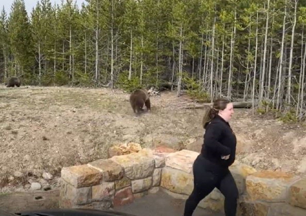 Yellowstone bear charges at woman who approached with phone, park launches investigation to find her