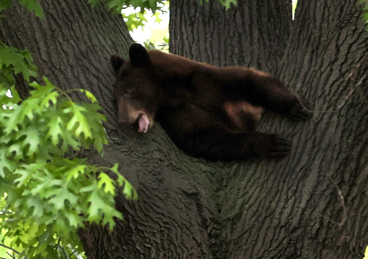 Bear tranquilized in St. Louis County suburbs