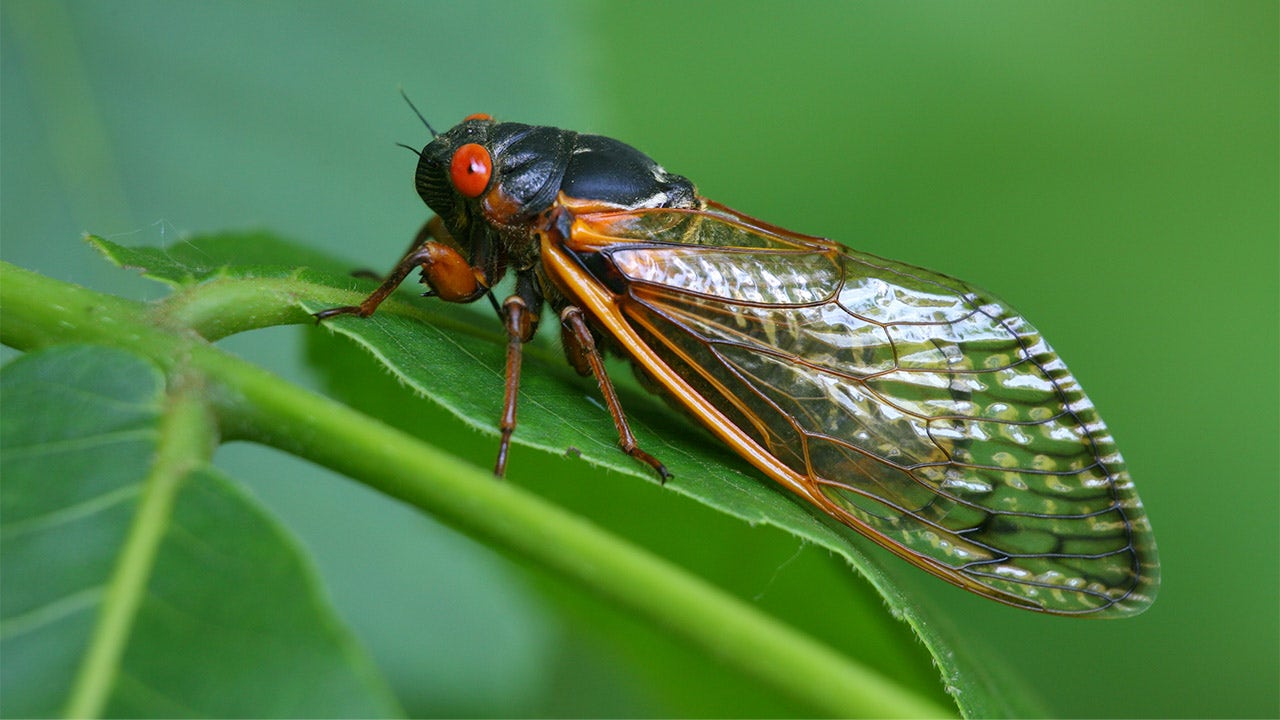 Periodical cicadas may emerge more frequently: report