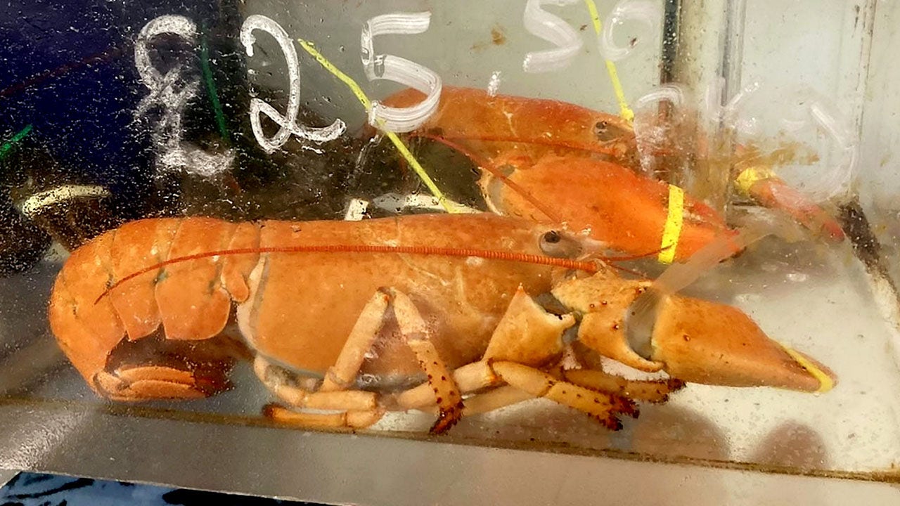 FOX NEWS: Two of the world's rarest lobsters found in the same tank of England market: 'One in a billion'