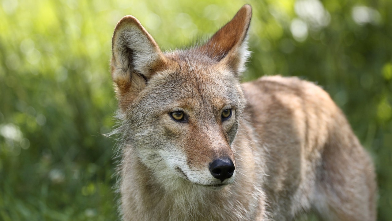 Odvážna Yorkie bojuje s kojotom, aby zachránila svojho 10-ročného majiteľa