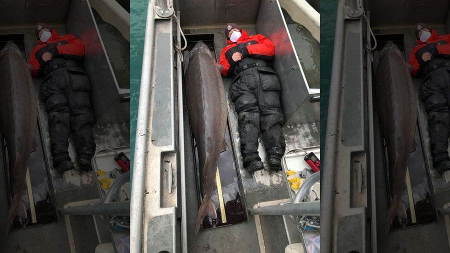 Massive sturgeon caught in Detroit River