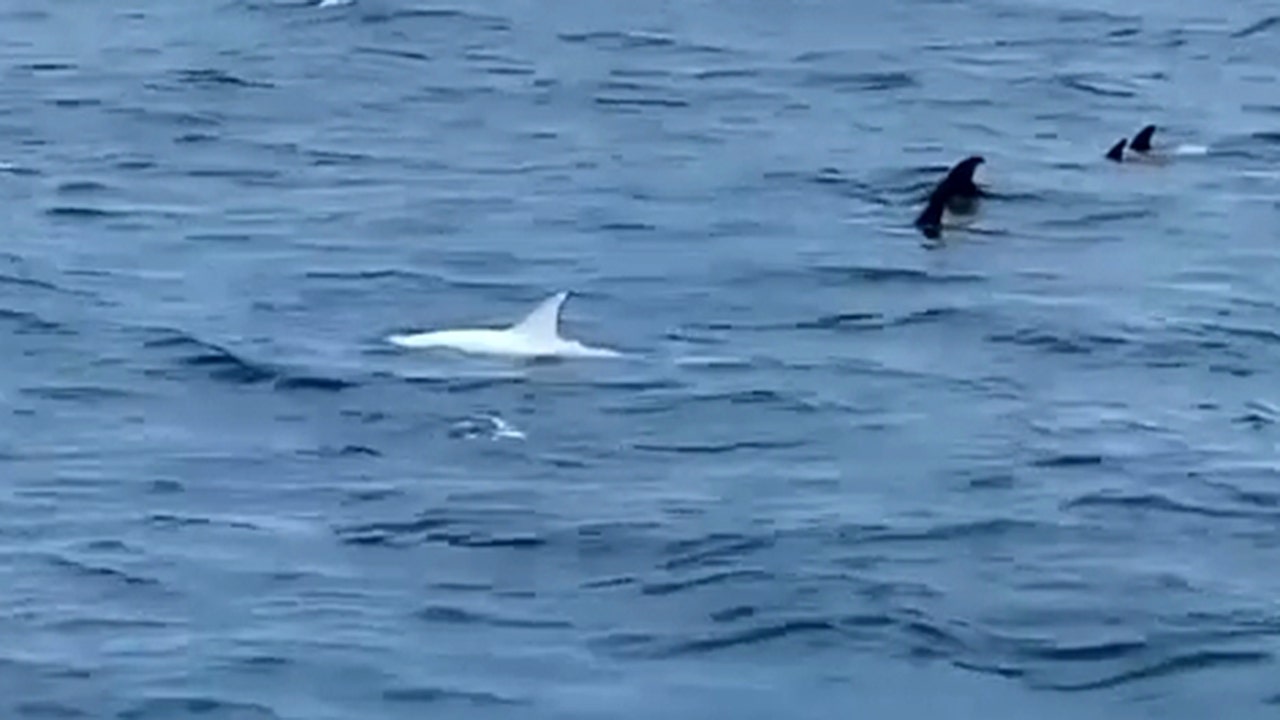 White dolphin spotted swimming off California coast