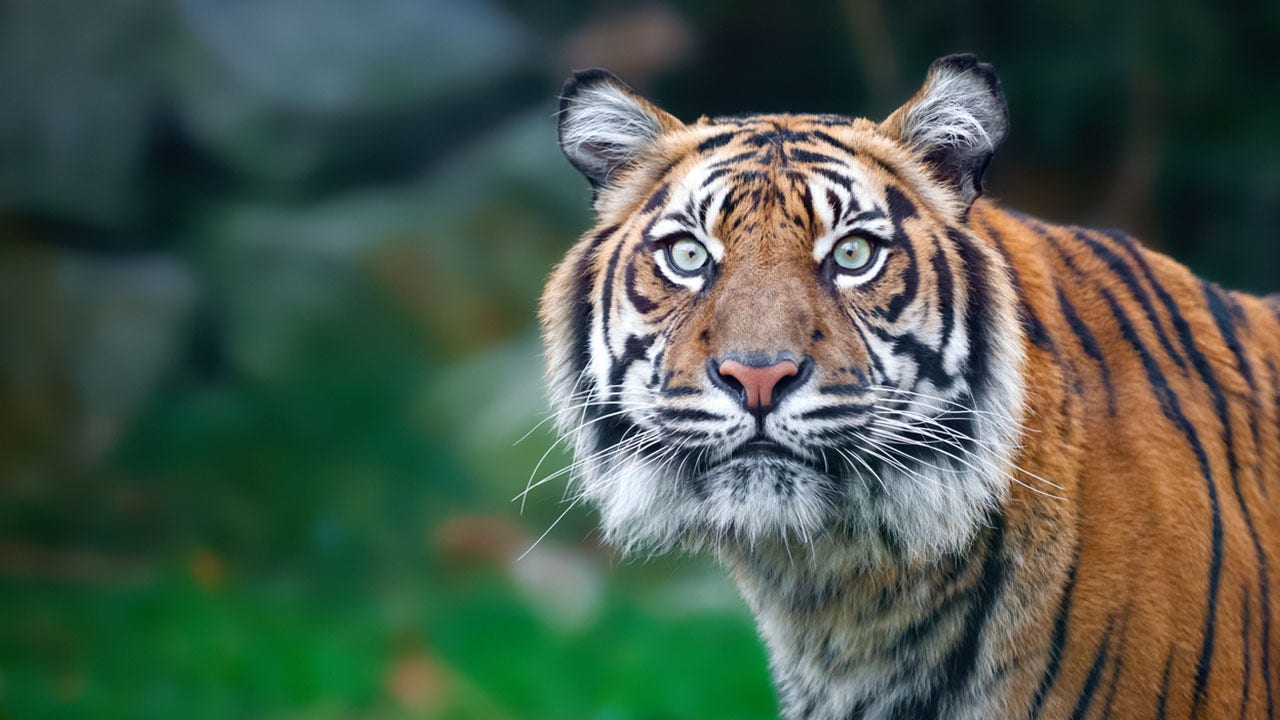 Tiger filmed roaming Houston neighborhood while off-duty cop tries to protect his neighbors