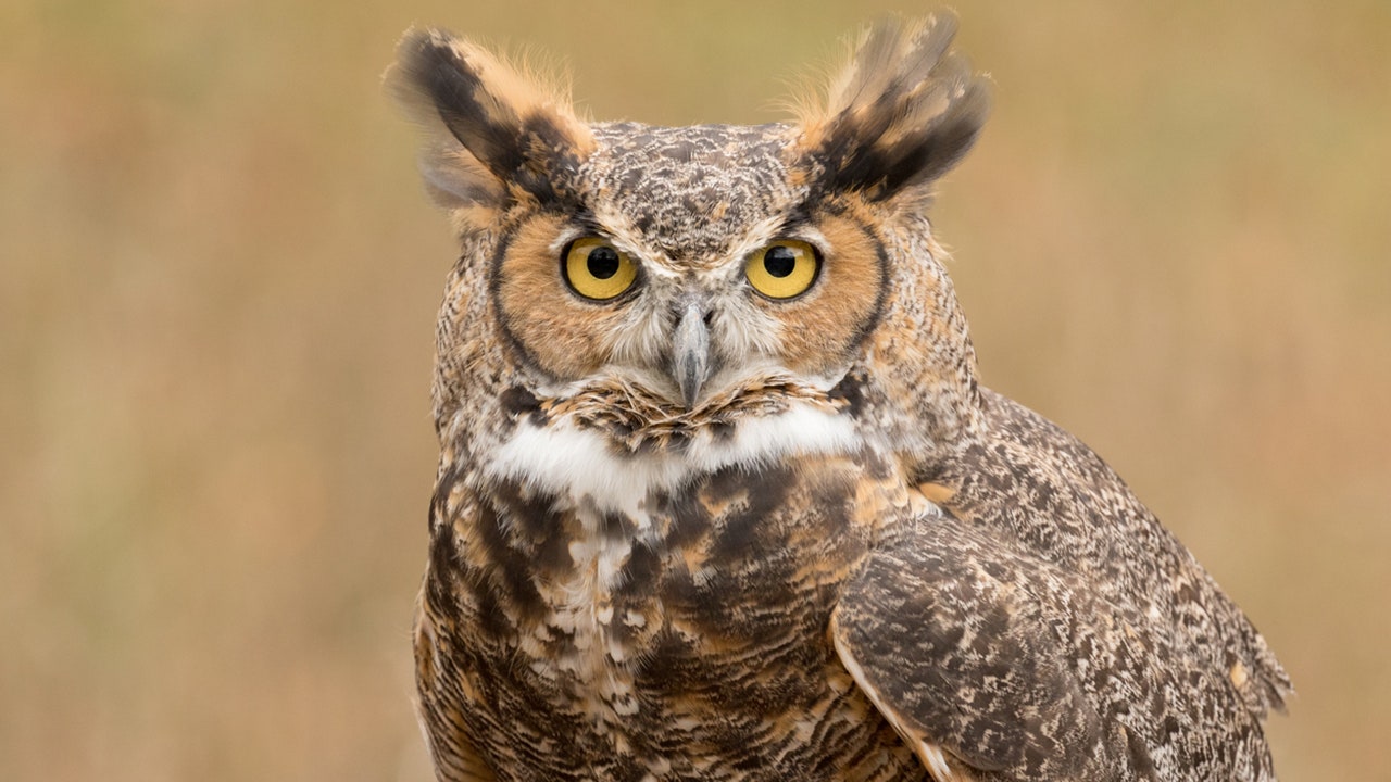 Bird as symbols of wisdom — and what the owl can tell us about ourselves