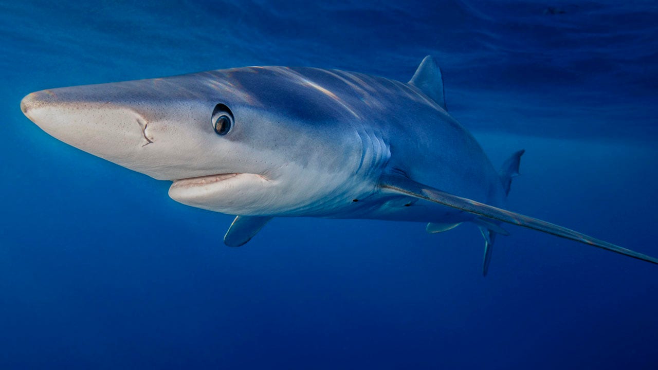 Girl injured in suspected shark attack in Maryland