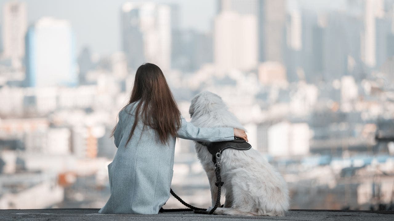 15 dog-friendly cities that are getting more popular, survey says