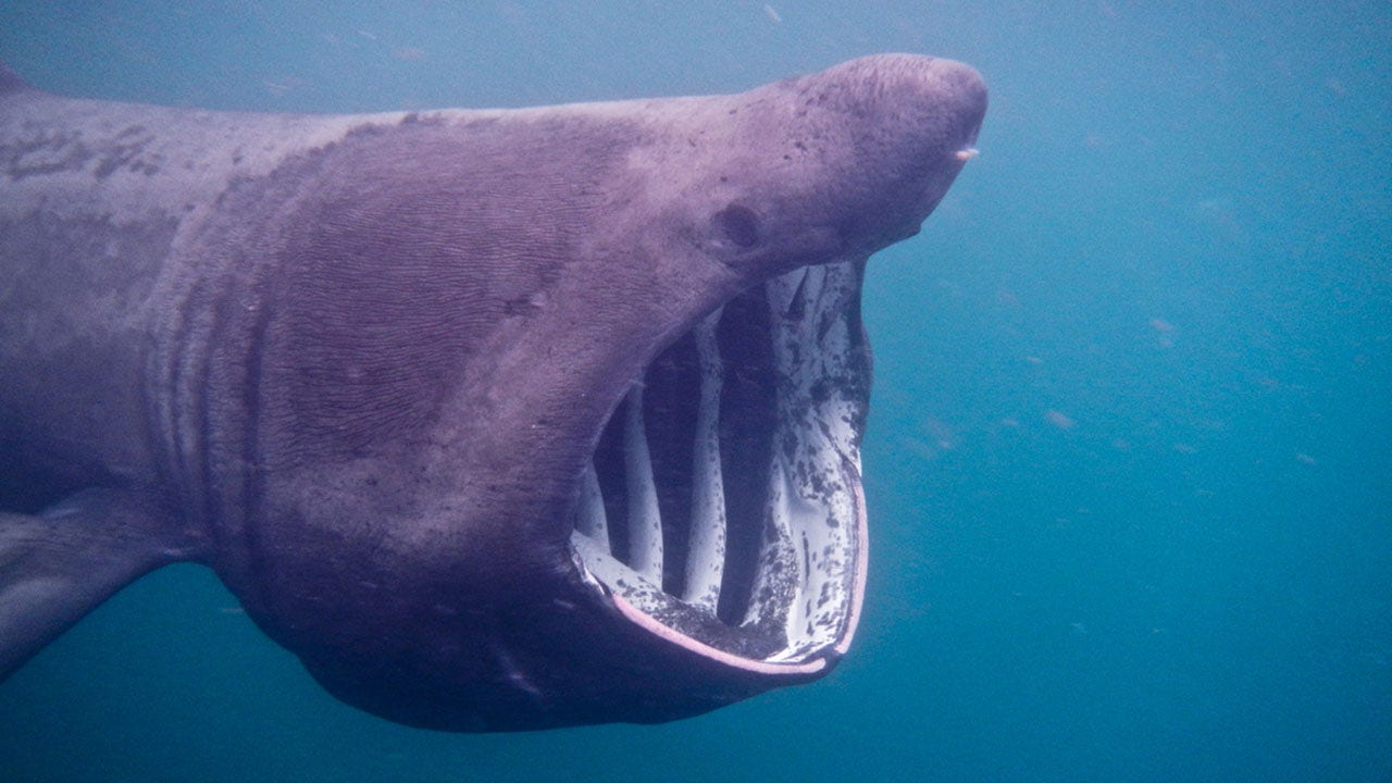 Een enorme haai beangstigt passagiers terwijl ze een boot laten draaien in de Atlantische Oceaan