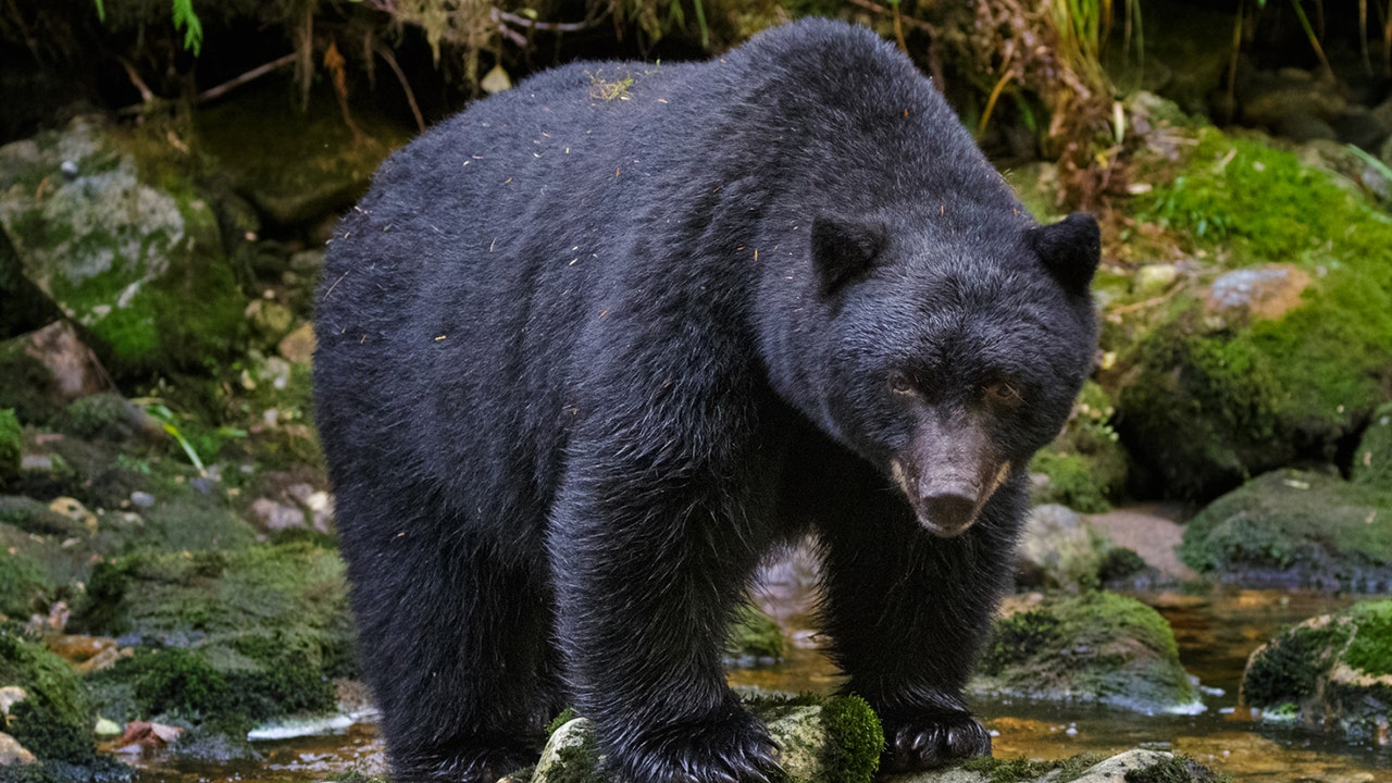 Colorado Man Shoots Bear Inside His Home With His 40 caliber Pistol 