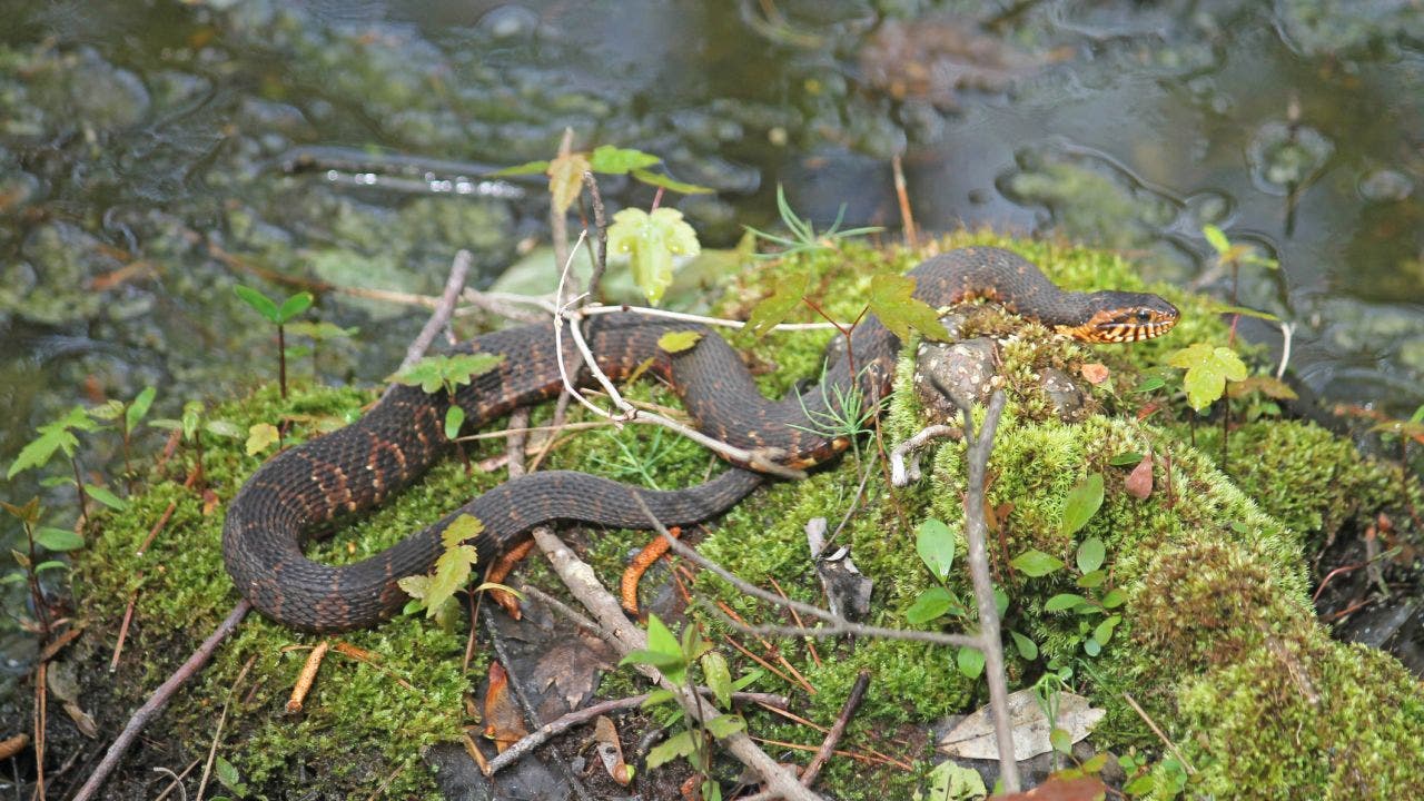 Georgia runners encounter dozens of snakes on a popular trail: 'Never seen this many’