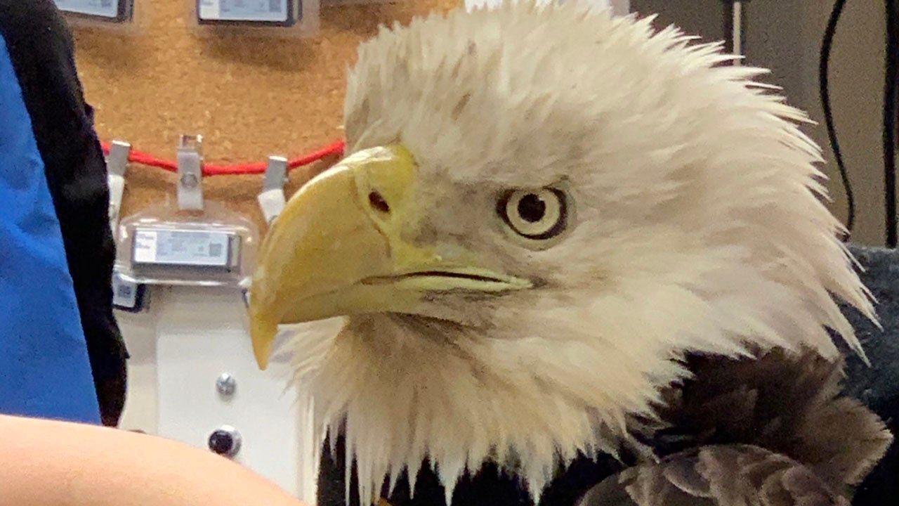 NY man saves bald eagle, helps nurse it to health
