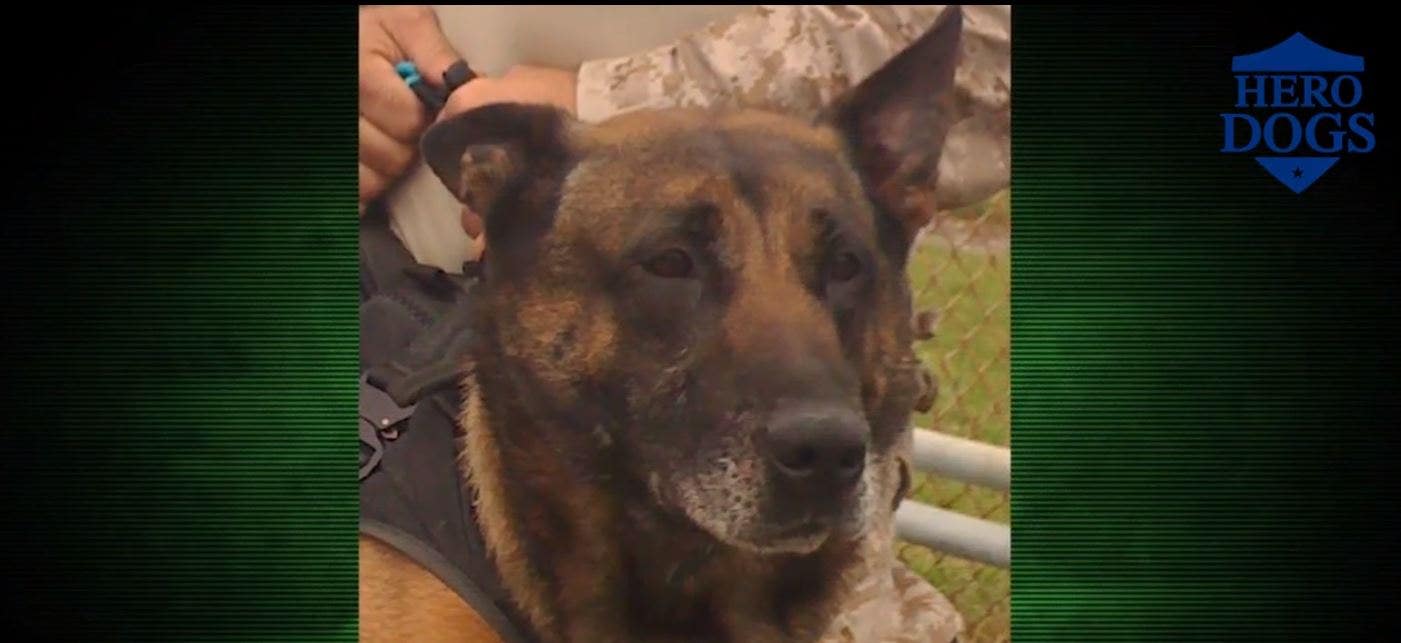 Fox Nation's 'Hero Dogs' focuses on heroic K9s in Afghanistan involved in Bergdahl mission, Bin Laden raid
