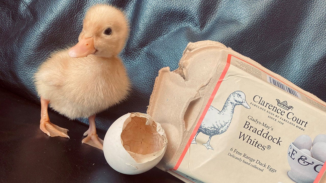 Duck hatches from free-range egg woman bought from grocery store