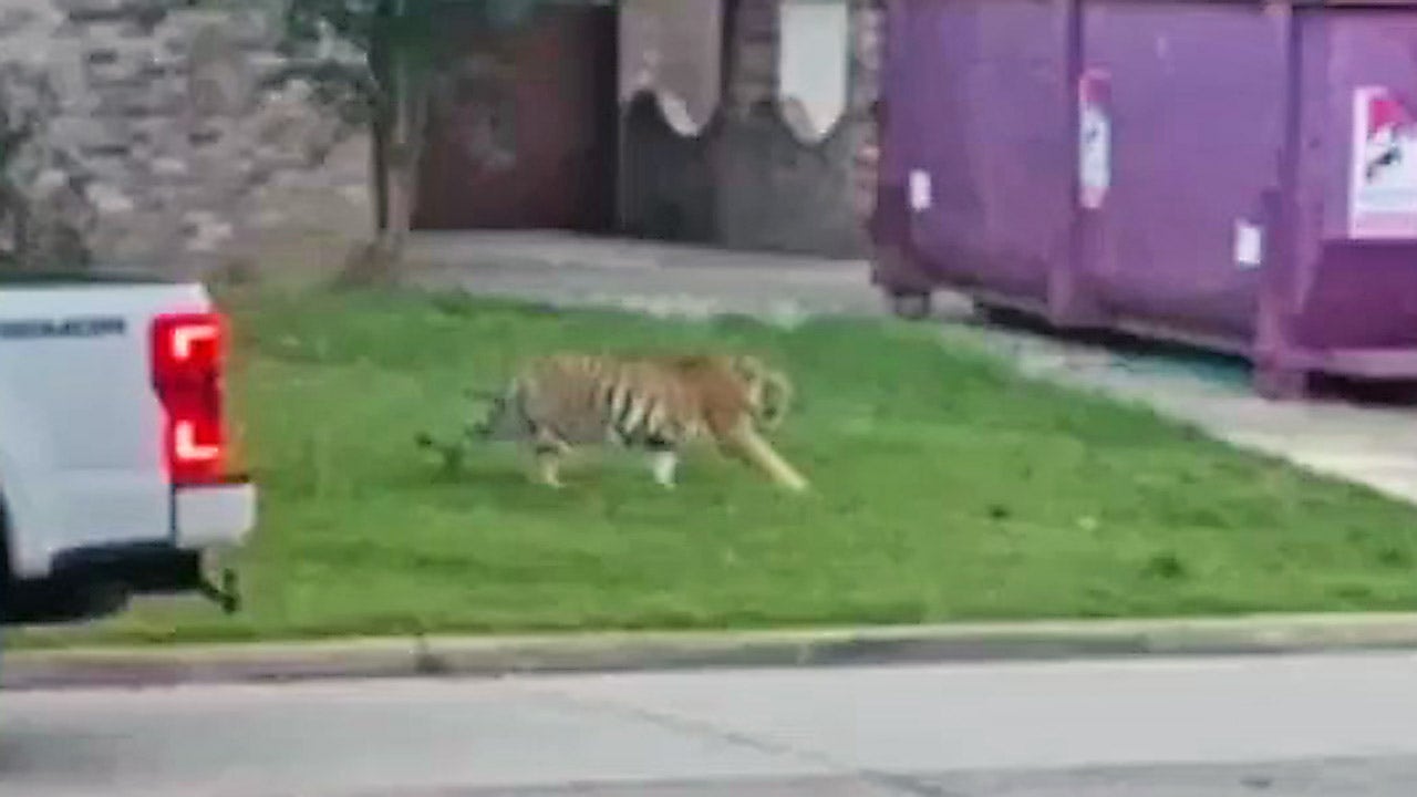 Houston tiger found safe after terrorizing neighborhood