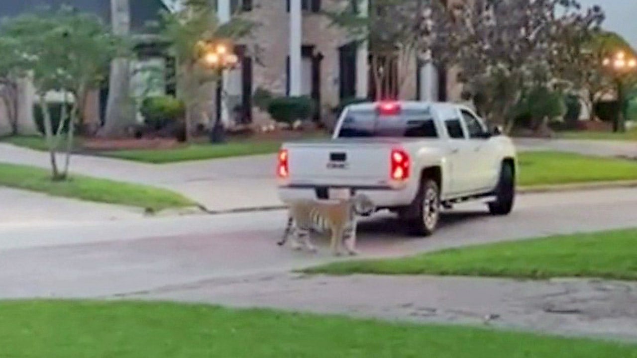 Tiger let loose in Houston neighborhood remains at large: reports