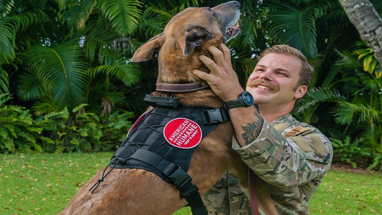 Military handlers reunited with their K-9 partners after being separated during service