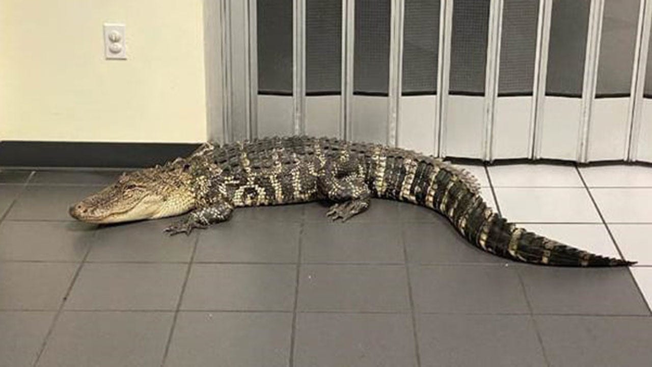 Alligator invades Florida post office