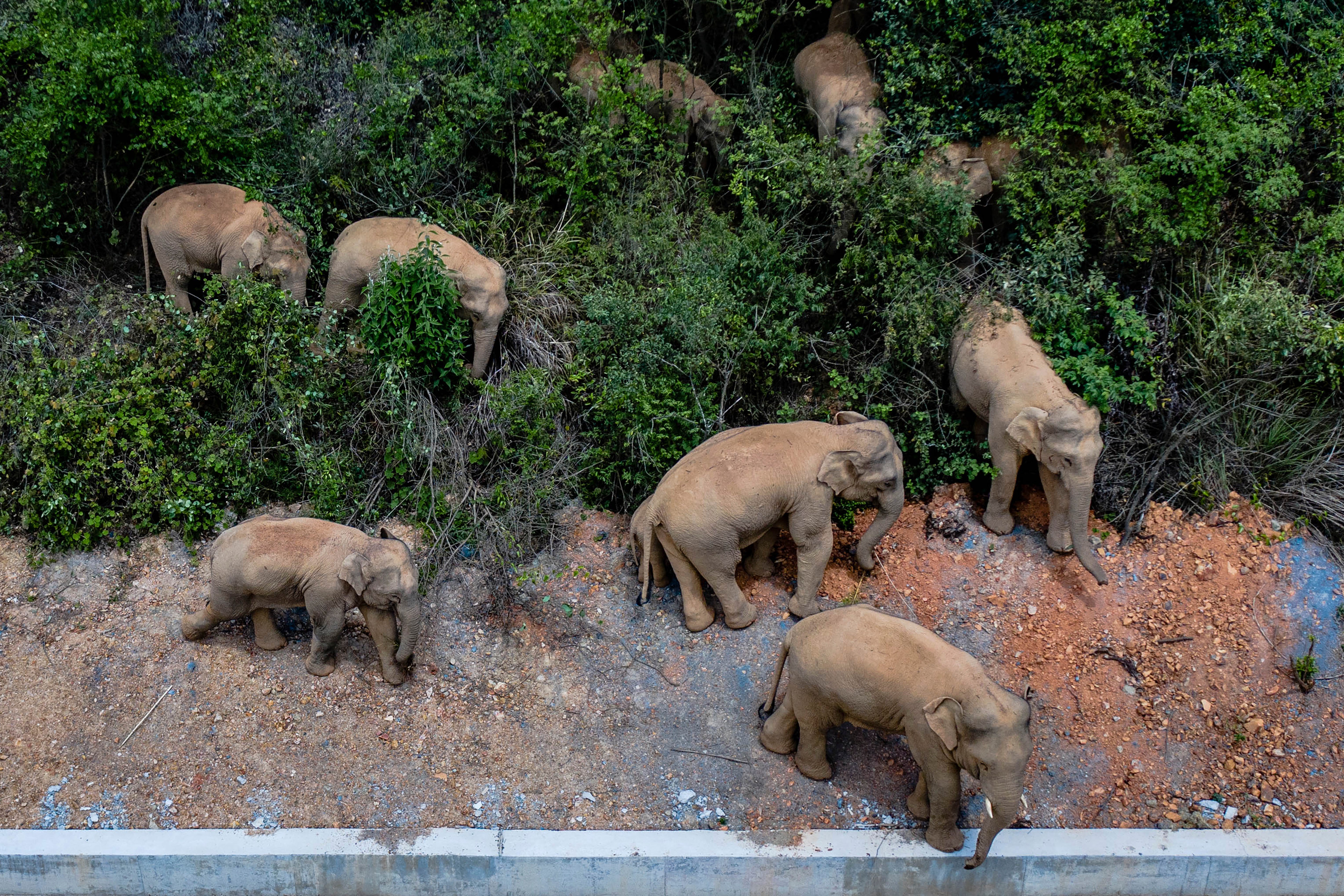 Trung Quốc đang cố gắng ngăn đàn voi ra khỏi thành phố 7 triệu dân