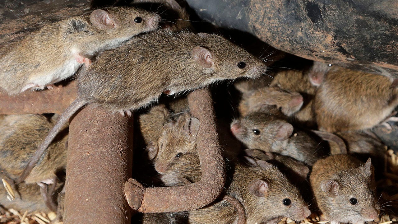Australian prison to be evacuated due to plague of mice