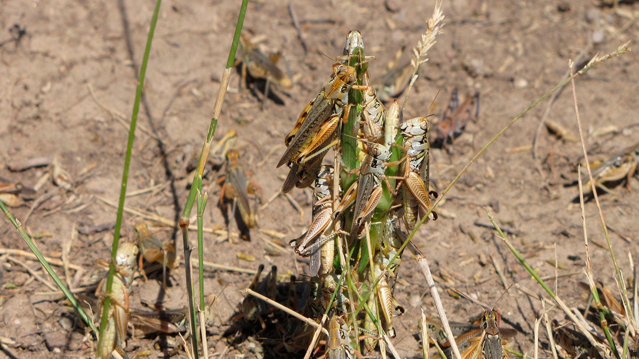Grasshopper infestation ravages drought-stricken West