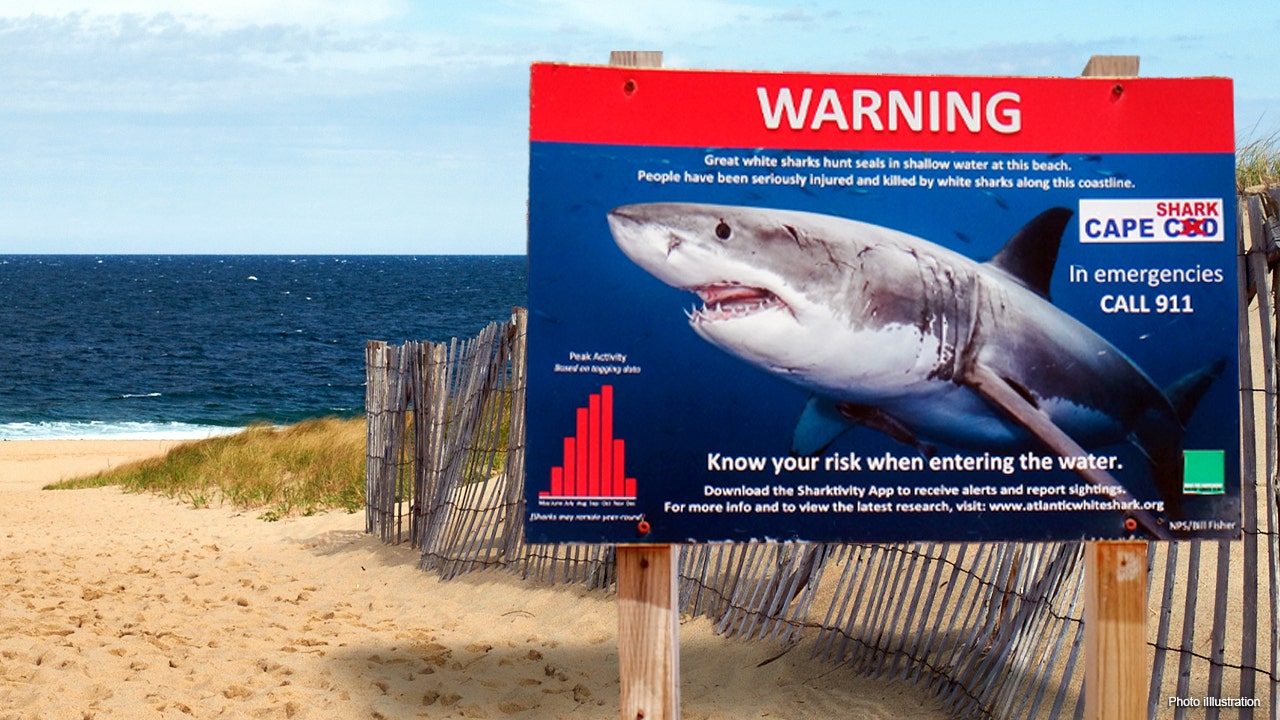 Cape Cod sharks spotted using app