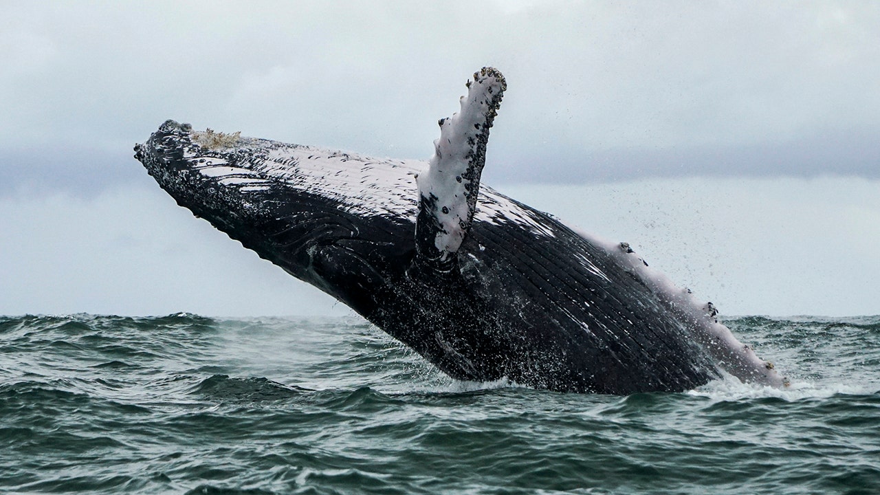 Humpback whale sightings increase at the Jersey Shore, study says