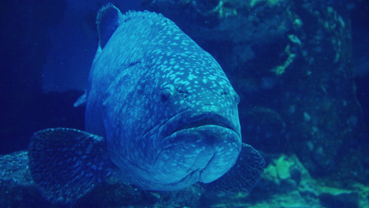 South Carolina fisherman reels in massive Goliath Grouper