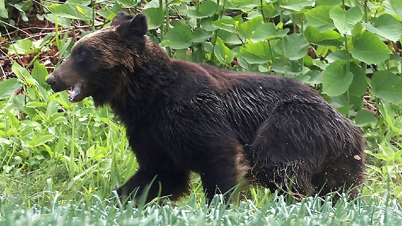 Des chasseurs japonais ont abattu les ours après des heures de déchaînement qui ont frappé 4