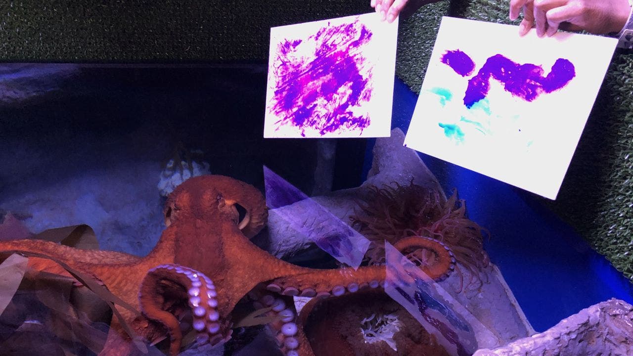 Octopus shows off painting talent at Florida aquarium