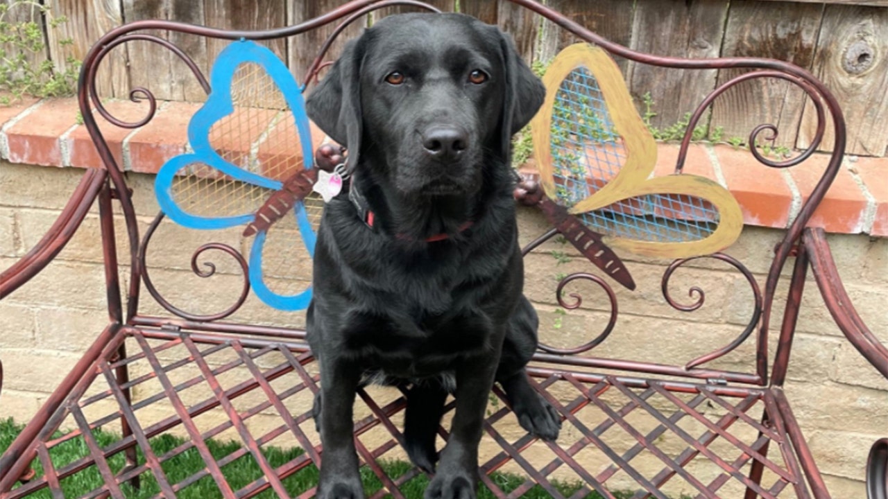 Capitol Police introduces emotional support dog